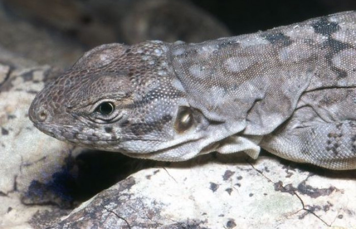 La Cruz Guanacaste  2008  Foto: Alejandro Solórzano