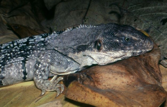 La Cruz Guanacaste  2008  Foto: Alejandro Solórzano