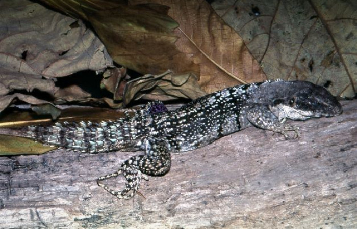 La Cruz Guanacaste  2008  Foto: Alejandro Solórzano