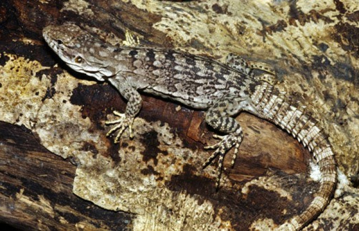 La Cruz Guanacaste  2008  Foto: Alejandro Solórzano