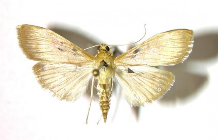  Fig 8. Adulto <i>Patania</i> Solis04, vista dorsal (hembra), mide en alas abiertas 28 mm.  Voucher 04-SRNP-40086-DHJ376638.