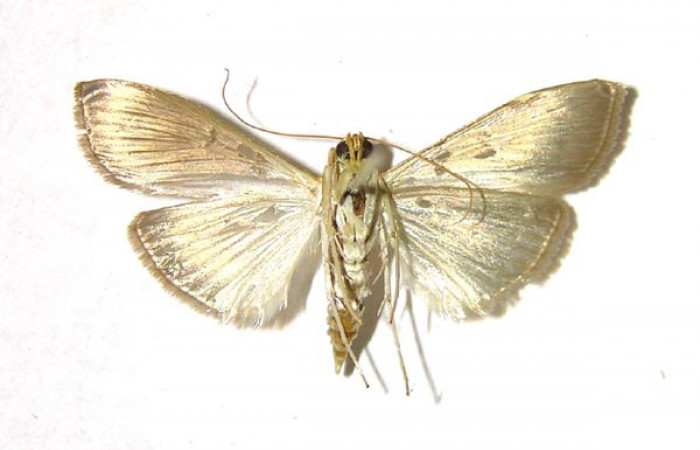 Fig 9. Adulto <i>Patania </i>Solis04, vista ventral (hembra) en alas abiertas mide 28 mm.  Voucher 04-SRNP-40086-DHJ376639.