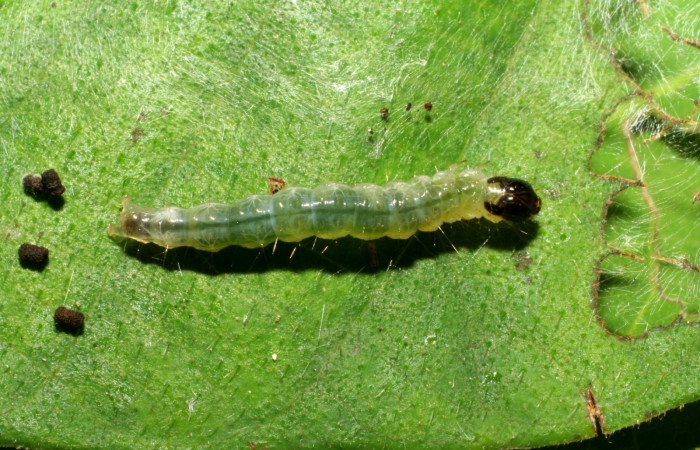 Fig 2. Larva <i>Patania</i> Solis04, penúltimo estadio, medida de largo 20 mm. Voucher 07-SRNP-31051-DHJ419804.jpg.