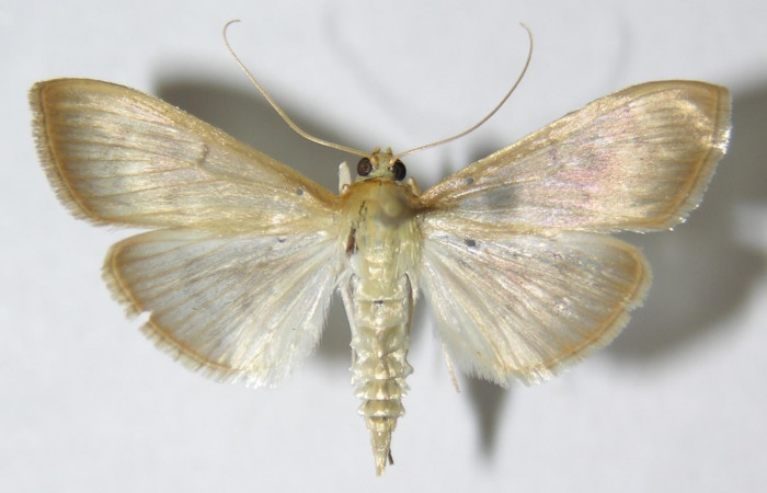 Fig 10. Adulto <i>Patania</i> Solis04, vista dorsal medida en alas abiertas 26 mm. Voucher 09-SRNP-57255-DHJ515442.