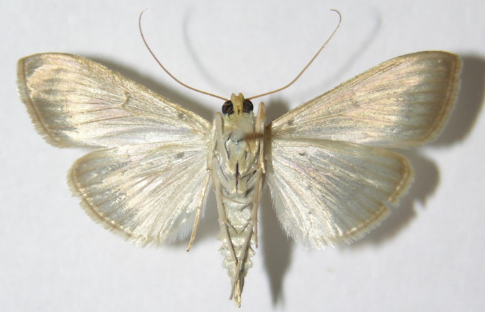 Fig 11. Adulto <i>Patania</i> Solis04, vista ventral en alas abiertas mide 26 mm. Voucher 09-SRNP-57255-DHJ515443.  