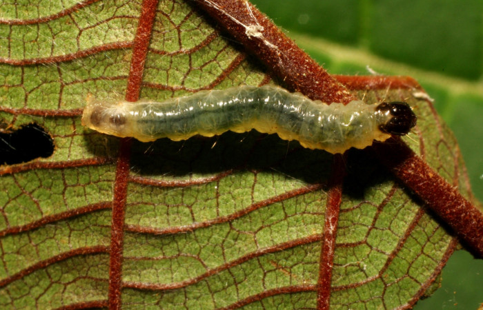 Fig 3. Larva <i>Patania </i>Solis04, medida de largo 15 mm último estadio, Sector Pitilla, ACG.  Voucher 11-SRNP-72391-DHJ484803.jpg.