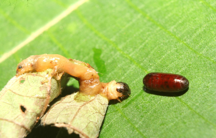 Fig 12. Pupario de familia (Tachinidae), y cadaver de larva  <i>Patania</i> Solis04, en último estadío. Estación Quica, ACG. Voucher 13-SRNP-71457-DHJ703054.jpg.