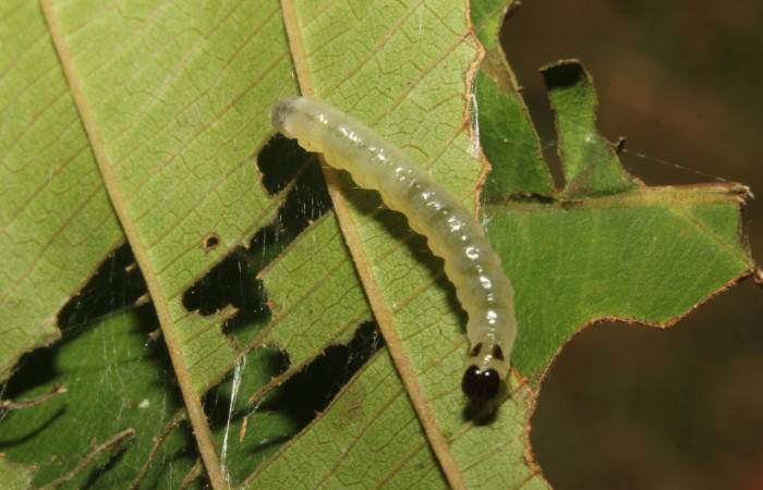Fig 1. Larva <i>Patania</i> Solis04, dorsal entero, (ppu)  estadio intermedio de la larva, medida de largo 20 mm. Voucher 18-SRNP-26497-DHJ731609.jpg.