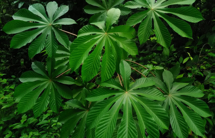 Fig. 14. <i>Cecropia obtusifolia</i>, familia Urticaceae planta hospedera de larva <i>Patania</i>, Solis04 (Crambidae), creciendo en alrededores de Estación Biológica Llanura, ACG.  Foto, Cirilo Umaña, 24/08/2021.