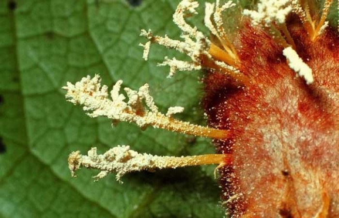 Figura 21.Hongos que infectan a las pupas Voucher, 01-SRNP-25148-DHJ63999.