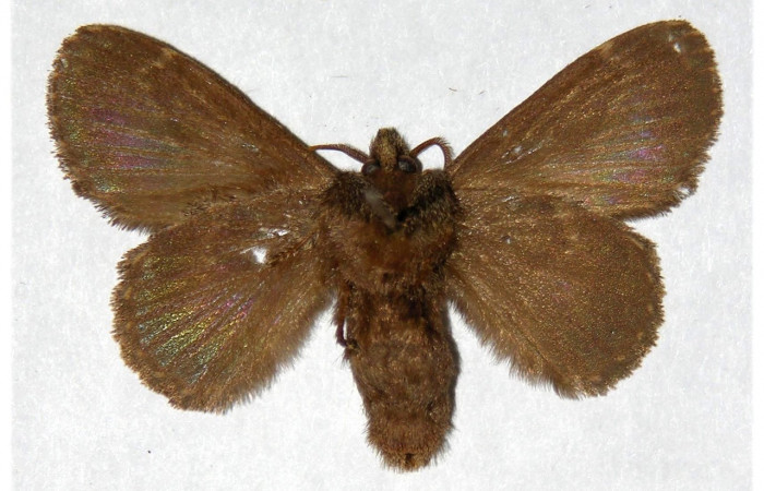 Figura 16. Adulto de <i>Euglyphis melancholica</i> familia (Lasiocampidae); En posición de ventral Voucher, 01-SRNP-62-DHJ319461. Hembra.