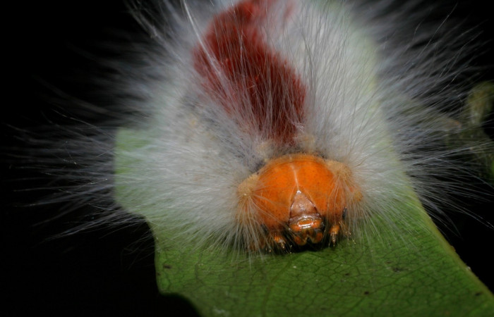 Figura 17. <i>Euglyphis barda</i> familia (Lasiocampidae): En posición de cabeza, Voucher, 07-SRNP-1937-DHJ421024.