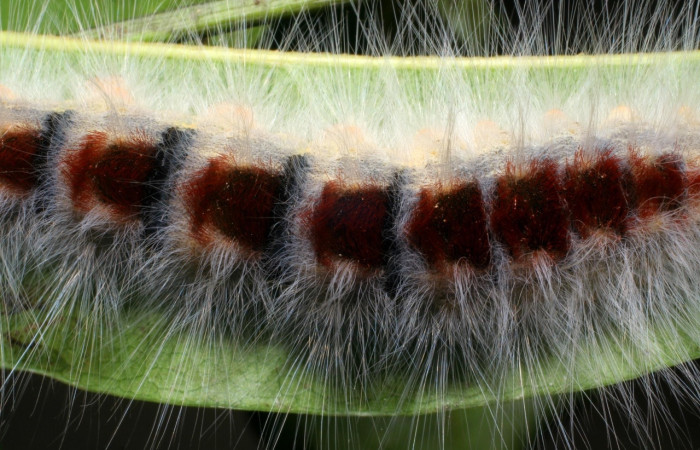 Figura 18. <i>Euglyphis barda</i> familia (Lasiocampidae): En posición dorsal, Voucher, 07-SRNP-1937-DHJ421029.