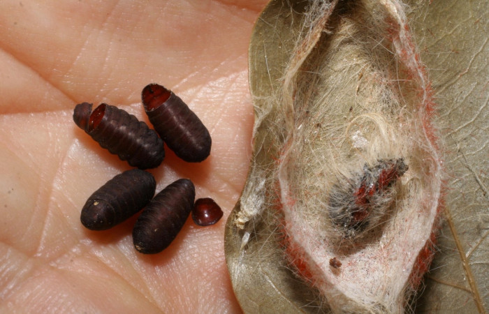 Figura 20. Capullo, y puparios de <i>Blepharipa</i> Wood06DHJ01 (Tachinidae). Voucher, 07-SRNP-1941-DHJ447802.