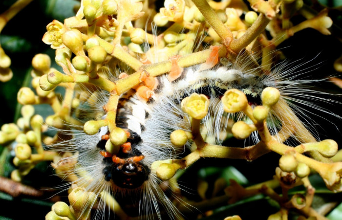 Figura 7. <i>Euglyphis melancólica</i> familia (Lasiocampidae); En posición de ventral Voucher, 09-SRNP-36469-DHJ459190.