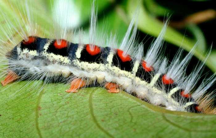 Figura 12. <i>Euglyphis melancholica</i> familia (Lasiocampidae); En posición de lateral Voucher, 09-SRNP-36469-DHJ459194.