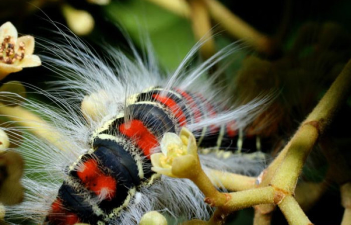 Figura 9. <i>Euglyphis melancholica</i> familia (Lasiocampidae); En posición de dorsal Voucher, 09-SRNP-36469-DHJ459196.
