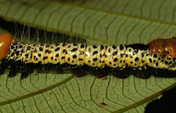 Fig. 9. Larva de <i>Truncaptera postpallida</i>, detalle de color cabeza  y parte posterior.  Voucher: 00-SRNP-12236-DHJ55197.
