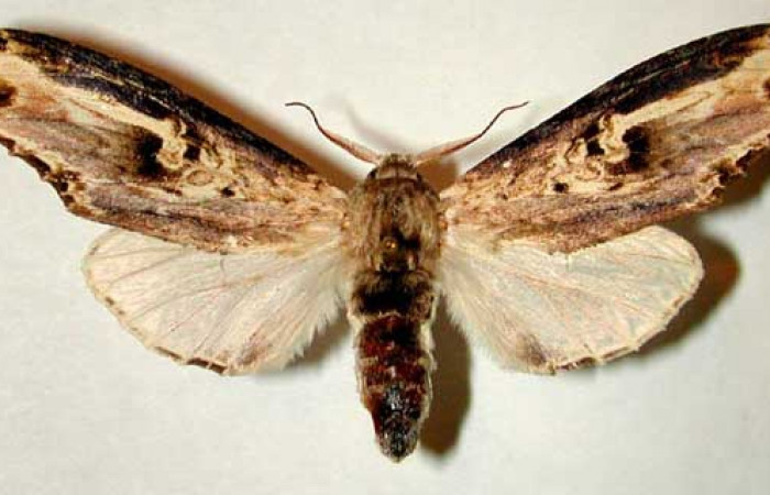 Fig. 19. Hembra de <i>Truncaptera mirabilis</i> (Notodontidad), vista dorsal. Voucher: 00-SRNP-7919-DHJ32352.