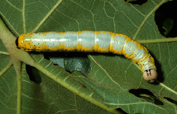 Fig. 12. Vista dorsal de <i>Truncaptera mirabilis</i> (Notodontidad), comiendo <i>Sterculia apetala</i> (Malvaceae). Voucher: 03-SRNP-12683-DHJ76177.