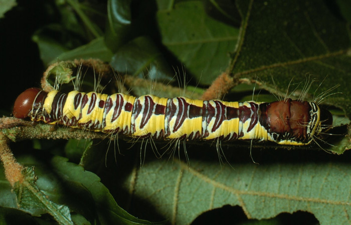 Fig. 4. Larva de <i>Truncaptera guatemalensis</i> (Notodontidad). Vista posterior dorsal Voucher: 03-SRNP-14885-DHJ76628.