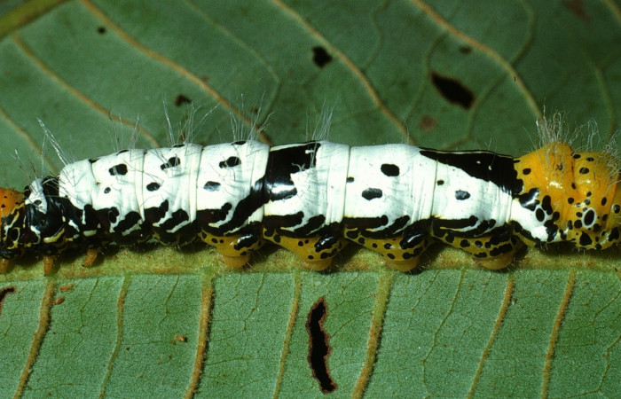 Fig. 8. Larva de <i>Truncaptera</i> meridionalisICG02, detalle color de cabeza y parte posterior del cuerpo  Voucher: 03-SRNP-18957-DHJ771138.