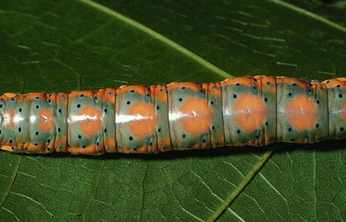 Fig. 16. Prepupa <i>Truncaptera mirabilis</i> (Notodontidad) comiendo <i>Sterculia apetala</i> (Malvaceae). Voucher: 99-SRNP-8832-DHJ51463.