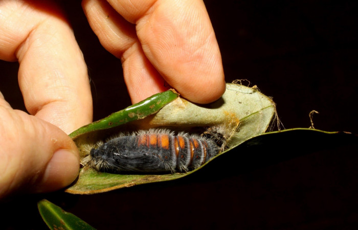 Figura 17. Pupa <i>Jonaspyge aesculapus</i>, (Hesperiidae), posición lateral entero. 10 agosto 2010. Sector Cacao, Sendero Cima, (elevación 1460 metros),  (10-SRNP-35667-DHJ479973.jpg).