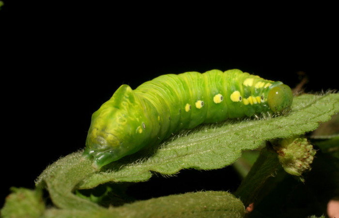 Parte lateral de Cropia hadenoides (Noctuidae) Ultimo estadio. Voucher: 06-SRNP-5141-DHJ410885.jpg.