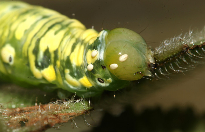 Larva parasitada de Cropia hadenoides (Noctuidae) Último estadio. Voucher:17-SRNP-32088-DHJ740149.jpg.