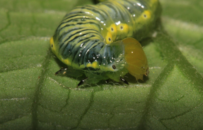 Parte frontal de Cropia hadenoides (Noctuidae), Tercer estadio. Voucher:14-SRNP-31627-DHJ721384.jpg.