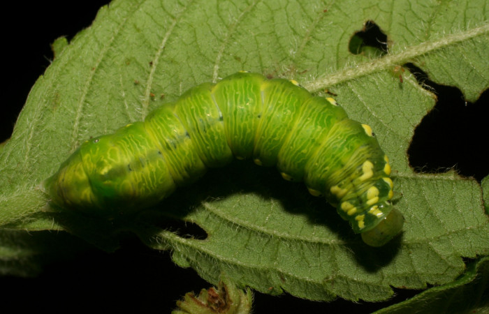 Parte dorsal de Cropia hadenoides (Noctuidae), último estadio. Voucher: 06-SRNP-5141-DHJ410887.jpg.