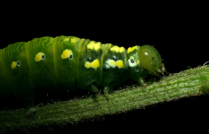 Parte lateral de Cropia hadenoides (Noctuidae), último estadio. Voucher: 08-SRNP-6005-DHJ444967.jpg.