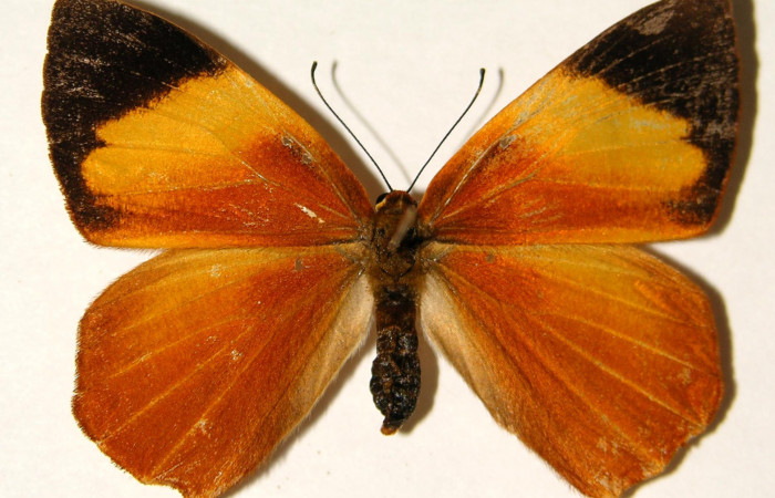 Figura 20. Adulto de larva <i>Euselasia cheles</i> (Riodinidae), (hembra), mostrando vista dorsal, localidad Rio Blanco Abajo Sector San Cristobál ACG (500m).  Voucher:01-SRNP-25307-DHJ91954.jpg.