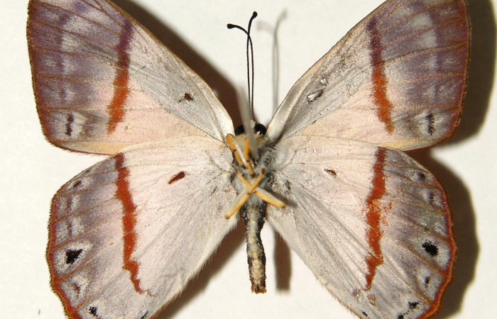 Figura 19. Adulto de larva <i>Euselasia cheles</i> (Riodinidae), (macho), mostrando vista ventral, localidad Rio Blanco Abajo  Sector San Cristobál ACG (500m). Voucher: 01-SRNP-25325-DHJ91953.jpg.