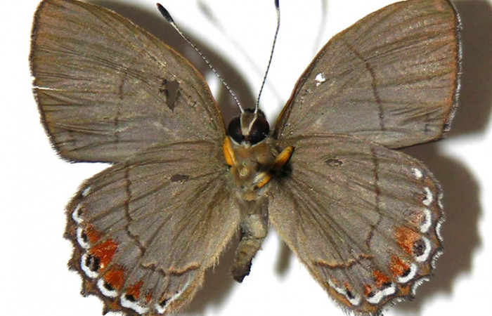 Figura 11. Adulto de larva <i>Euselasia Pellonia</i> (Riodinidae), (macho) vista ventral, localidad Sendero Huerta Sector San Cristóbal ACG (527m). Voucher: 04-SRNP-2587-DHJ307427.jpg.