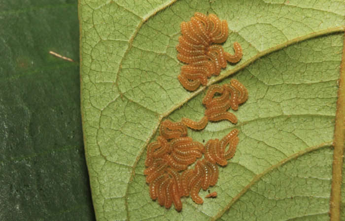 Figura 4. Larvas de <i>Euselasia Pellonia</i> (Riodinidae), en tercer estadío (PPU), vista dorsal, localidad Quebradona, Estación Biológica Quica Sector Pitilla ACG (475m). Voucher: 14-SRNP-70972-DHJ723015.jpg.