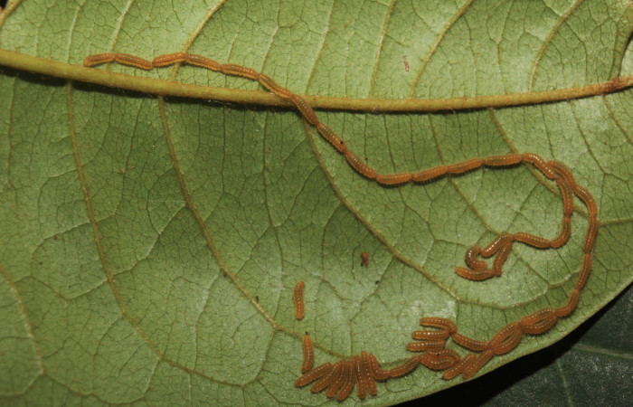 Figura 2. Larvas de <i>Euselasia Pellonia</i> (Riodinidae), en tercer estadío (PPU), vista dorsal, localidad Quebradona, Estación Biológica Quica Sector Pitilla ACG (475m). Voucher: 14-SRNP-70972-DHJ723016.jpg.