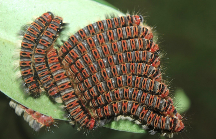 Figura 14. Larvas de <i>Euselasia cheles</i> (Riodinidae), en último estadío (U), mostrando vista dorsal, localidad Quebradona Estación Biológica Quica, Sector Pitilla ACG (475m). Voucher: 15-SRNP-70417-DHJ727128.jpg.