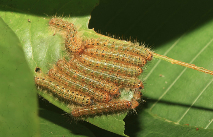 Figura 5. Larvas de <i>Euselasia Pellonia</i> (Riodinidae), en último estadío (U), vista dorsal, localidad Medrano, Estación Biológica Quica Sector Pitilla, ACG (380m)). Voucher: 21-SRNP-70895-DHJ780642.jpg.