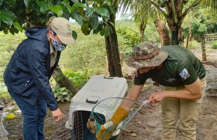 Monos ardilla <i>Saimiri oerstedii</i> conocidos como monos titi, 8 de septiembre 2021, foto: Programa de Manejo y Conservación de Vida Silvestre del ACG, San Dimas La Cruz Guanacaste