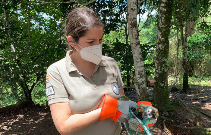 Monos ardilla <i>Saimiri oerstedii</i> conocidos como monos titi, 8 de septiembre 2021, foto: Programa de Manejo y Conservación de Vida Silvestre del ACG, San Dimas La Cruz Guanacaste