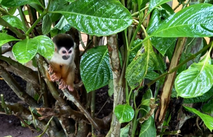 Monos ardilla <i>Saimiri oerstedii</i> conocidos como monos titi, 8 de septiembre 2021, foto: Programa de Manejo y Conservación de Vida Silvestre del ACG, San Dimas La Cruz Guanacaste