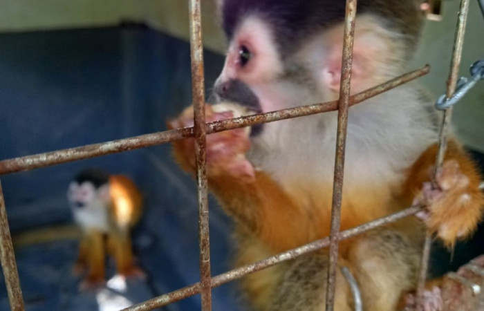 Monos ardilla <i>Saimiri oerstedii</i> conocidos como monos titi, 8 de septiembre 2021, foto: Programa de Manejo y Conservación de Vida Silvestre del ACG, San Dimas La Cruz Guanacaste