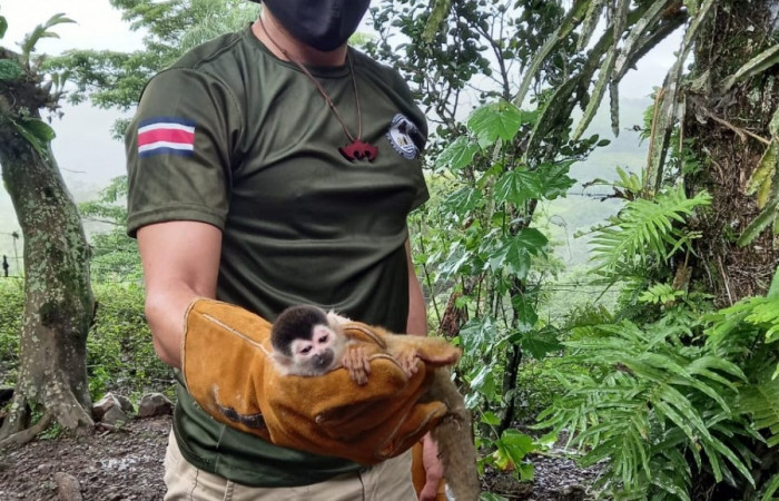Monos ardilla <i>Saimiri oerstedii</i> conocidos como monos titi, 8 de septiembre 2021, foto: Programa de Manejo y Conservación de Vida Silvestre del ACG, San Dimas La Cruz Guanacaste