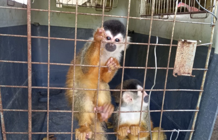 Monos ardilla <i>Saimiri oerstedii</i> conocidos como monos titi, 8 de septiembre 2021, foto: Programa de Manejo y Conservación de Vida Silvestre del ACG, San Dimas La Cruz Guanacaste