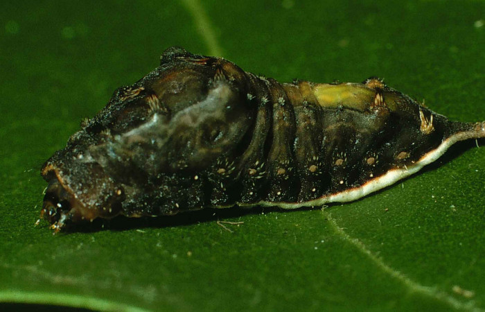 Figura 10. Larva <i>Parasa minima</i> (Limacodidae), prepupa color negro, posición lateral, mide 17 mm aproximadamente. Planta hospedera <i>Annona purpurea</i>, (Annonaceae). Voucher: 99-SRNP-9966-DHJ51496.jpg.
