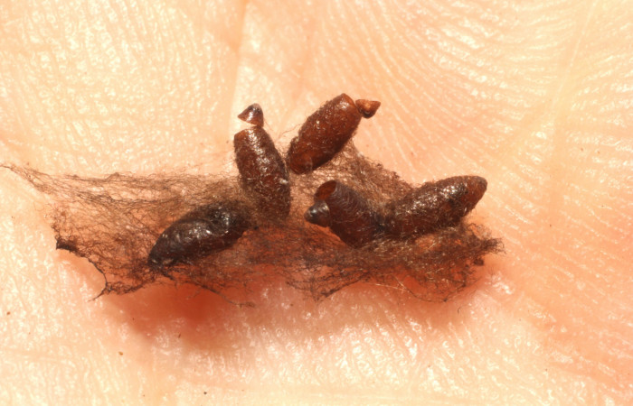 Figura 12. Capullos de <i>Meteorus</i> Janzen24 (Braconidae). Voucher: 13-SRNP-4069-DHJ804671.jpg.