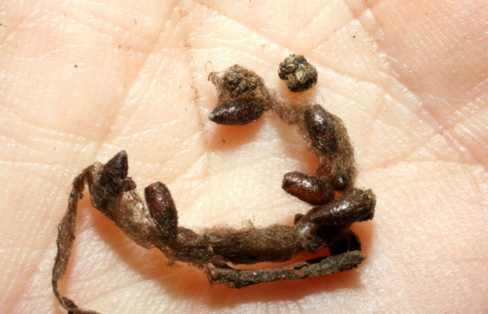 Figura 13. Capullos de <i>Meteorus</i> Janzen24 (Braconidae). Voucher: 07-SRNP-46638-DHJ461899.jpg.