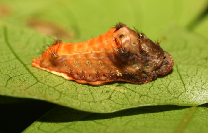 Figura 2. Larva <i>Parasa minima</i> (Limacodidae), color café cuarto estadio posición lateral, mide 18 mm aproximadamente. Planta hospedera <i>Inga punctata</i>, (Fabaceae). Voucher: 18-SRNP-36100-DHJ734892.jpg.